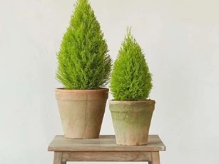 10 loại cây đuổi muỗi hiệu quả, trồng trong nhà vừa đẹp vừa giúp thanh lọc không khí