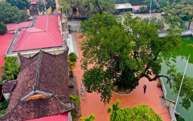 Cổ Loa có cây mít cổ thụ hơn 500 tuổi được trồng trên đất 'đế vương': Là cây di sản Việt Nam, thuộc top 'cao niên' nhất