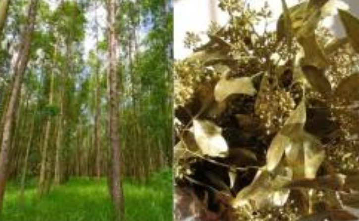 Bất ngờ với loài cây có khả năng trổ ra vàng, ở Việt Nam mọc rất nhiều mà ai cũng biết