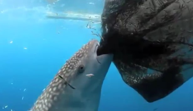 CLIP: khoảnh khắc cá nhám voi khổng lồ "đánh cắp" cá của ngư dân