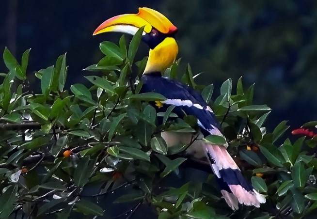 Loài chim quý có mỏ đắt gấp 3 lần ngà voi, giá 150 triệu/kg: Liệt vào sách đỏ, bị đe dọa tuyệt chủng