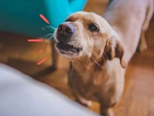 Chó sủa liên hồi trong đêm là điềm gì?