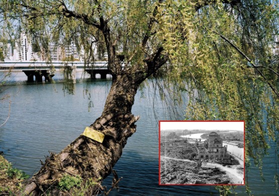 Cây cổ thụ vẫn tồn tại cho tới nay, sau vụ thả bom nguyên tử vào thành phố Hiroshima ở Thế chiến II