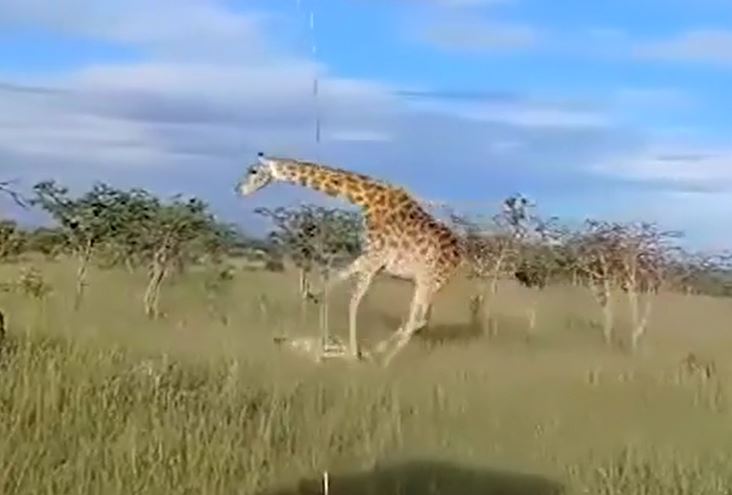 CLIP: Hươu cao cổ 'tung cước' đá bay sư tử giải cứu con non rồi nhận cái kết khiến người xem 'thót tim'