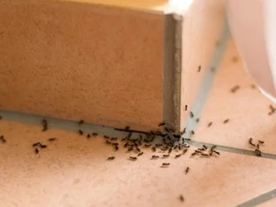 Nếu trong nhà có kiến, không cần dùng nước sôi hay thuốc, hướng dẫn bạn một mẹo đơn giản để ngăn kiến vào nhà