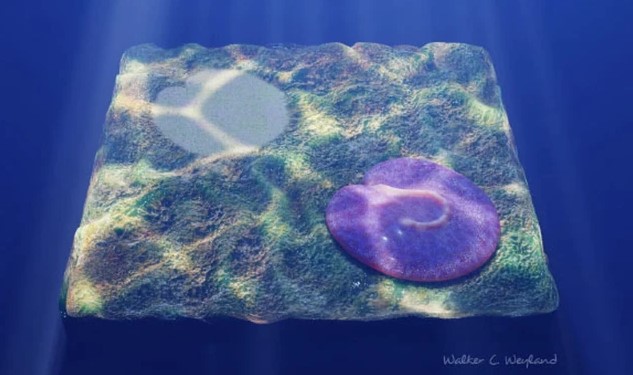 Sinh vật 600 triệu tuổi "khó định nghĩa" hiện hình nguyên vẹn