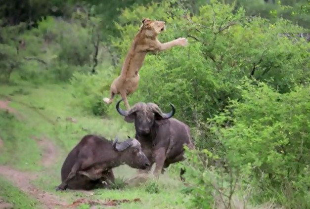 CLIP: Trâu rừng tung cú húc dữ dội, khiến sư tử bay lên không trung