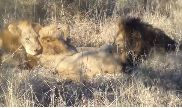 CLIP: Cuộc chiến tàn khốc giữa những “ông vua” của thảo nguyên