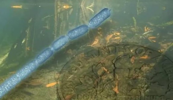 Ti&#x1EBF;t l&#x1ED9; vi khu&#x1EA9;n l&#x1EDB;n nh&#x1EA5;t l&#x1ECB;ch s&#x1EED;: D&#xE0;i t&#x1EDB;i 2 cm