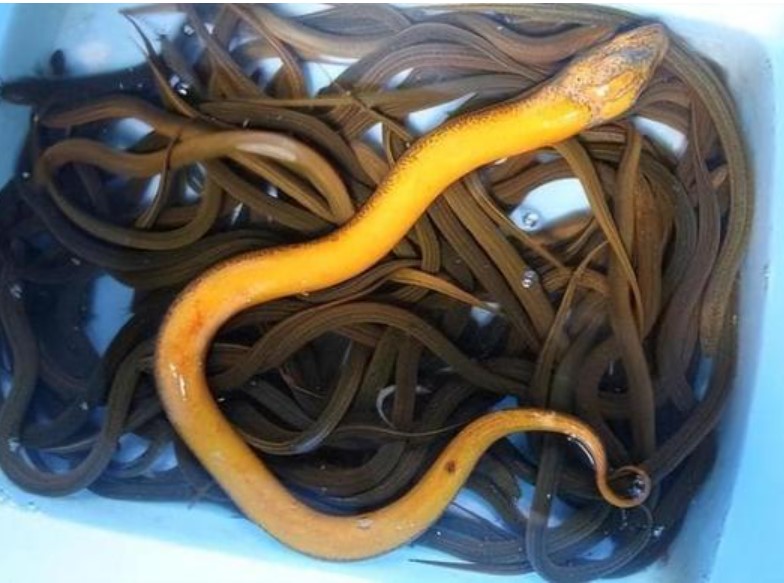 Lươn sở hữu 'siêu năng lực' khiến rắn không dám cắn và đến gần?