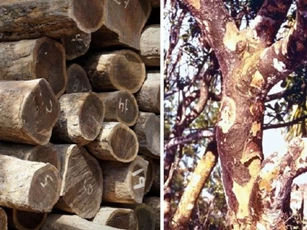 Loại gỗ cứng và nặng nhất thế giới: Rơi xuống nước là chìm, giá gần 1 tỷ đồng/m3