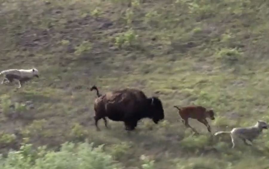 CLIP: Đối đầu với bầy sói tinh ranh, mẹ con bò rừng nhận cái kết ít ai đoán được
