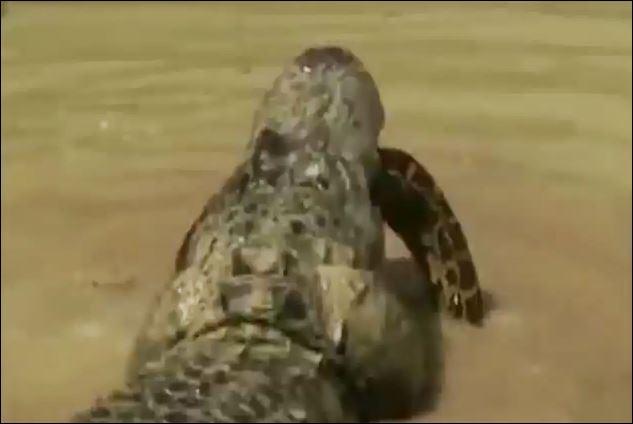 CLIP: Trăn trả giá đắt vì dám trêu người cá sấu