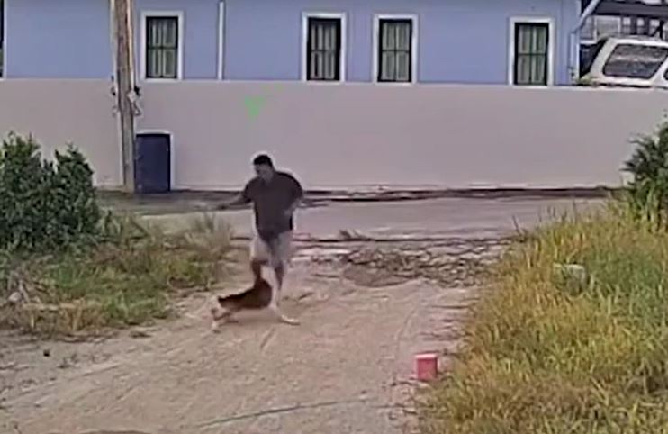 CLIP: Đang ngồi bấm điện thoại, người đàn ông bị chó Pitbull lao vào tấn công và cái kết
