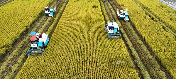 Đề án 1 triệu ha lúa chất lượng cao giúp giảm phát thải từ 3-5 tấn CO2/ha