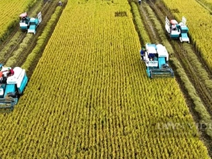 Đề án 1 triệu ha lúa chất lượng cao giúp giảm phát thải từ 3-5 tấn CO2/ha
