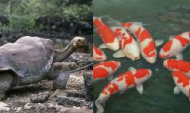 Xếp hạng động vật sống thọ nhất, thậm chí loài thứ 3 có thể sống tới 500 năm