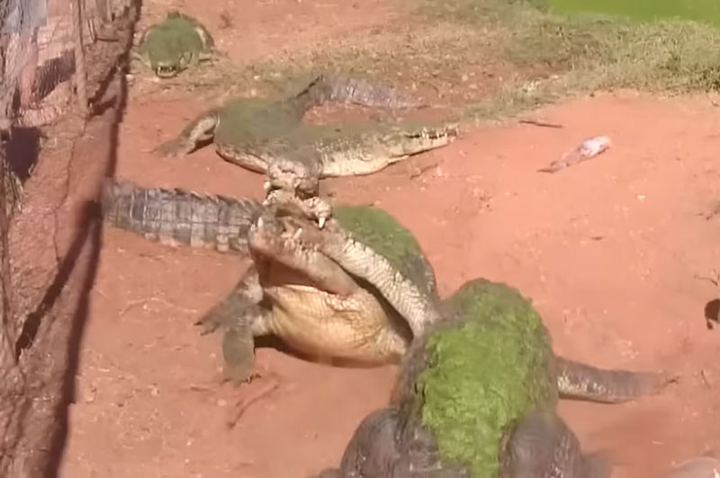 CLIP: Giành đồ ăn, cá sấu cắn đứt chân đồng loại