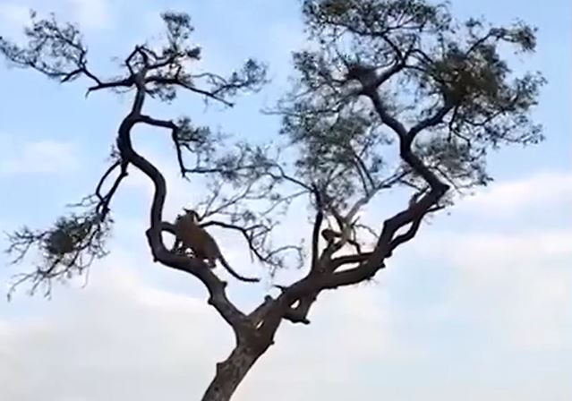 CLIP: Leo cây săn khỉ, báo hoa mai nhận cái kết cực 'đắng'