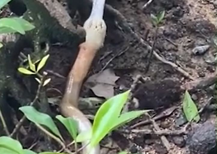 CLIP: Đối đầu với hổ mang chúa, trăn gấm bị con rắn độc nuốt chửng không thương tiếc