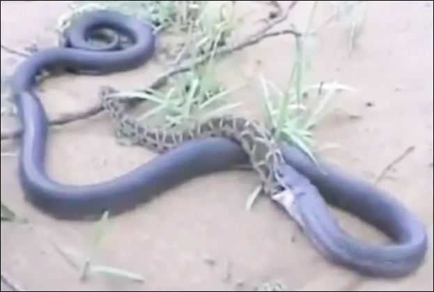 CLIP: Cuộc chiến khốc liệt giữa trăn và rắn hổ mang chúa