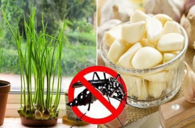 Mẹo đuổi muỗi bằng thảo dược thiên nhiên, rất hiệu quả nhưng không phải ai cũng biết