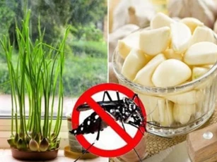 Mẹo đuổi muỗi bằng thảo dược thiên nhiên, rất hiệu quả nhưng không phải ai cũng biết