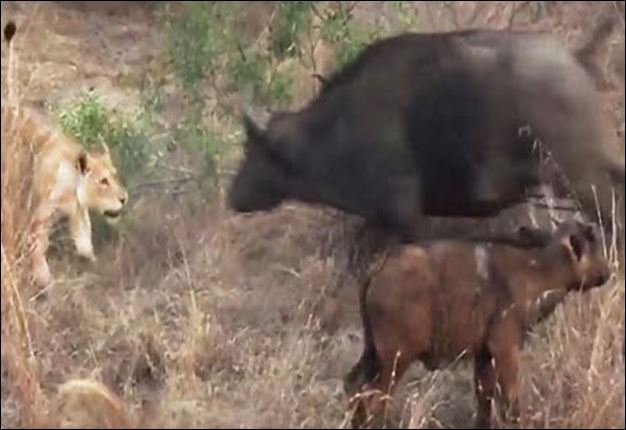 CLIP: Trâu rừng dũng cảm chiến đấu với bầy sư tử để bảo vệ con