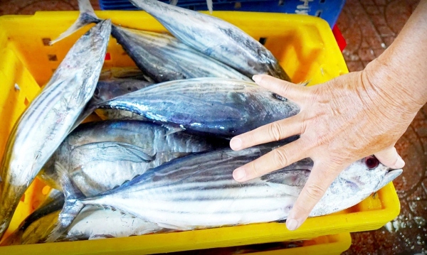 Doanh nghiệp xuất khẩu phản ánh gặp khó vì quy định kích thước con cá ngừ