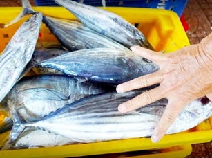 Doanh nghiệp xuất khẩu phản ánh gặp khó vì quy định kích thước con cá ngừ