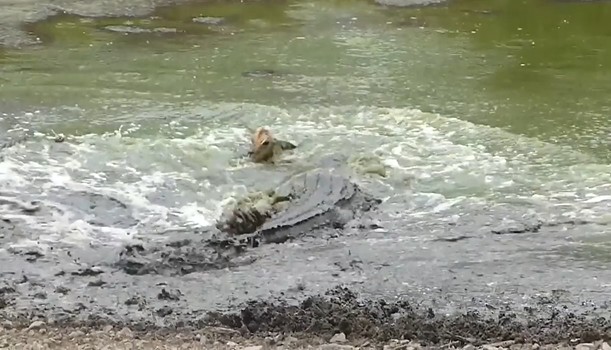 CLIP: Cá sấu lao lên tóm gọn con mồi, linh dương Impala chết thảm