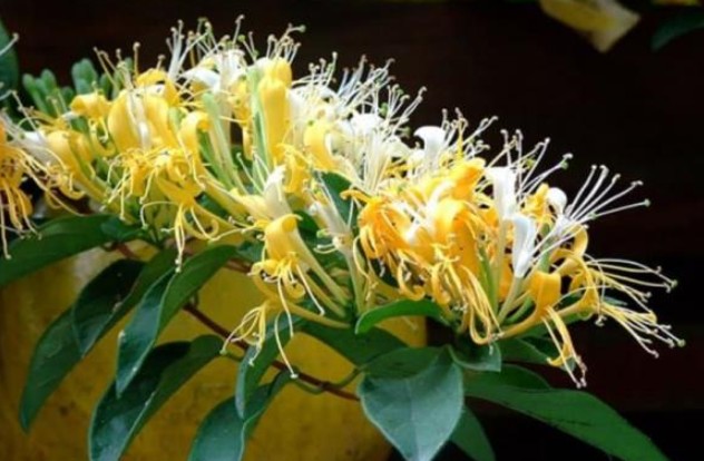 Loại cây hoa mọc chùm rực rỡ được ví như 'vàng mười”, giá lên tới gần 1 triệu đồng/kg, dùng uống nước sẽ giúp gan sạch, ngủ ngon hơn