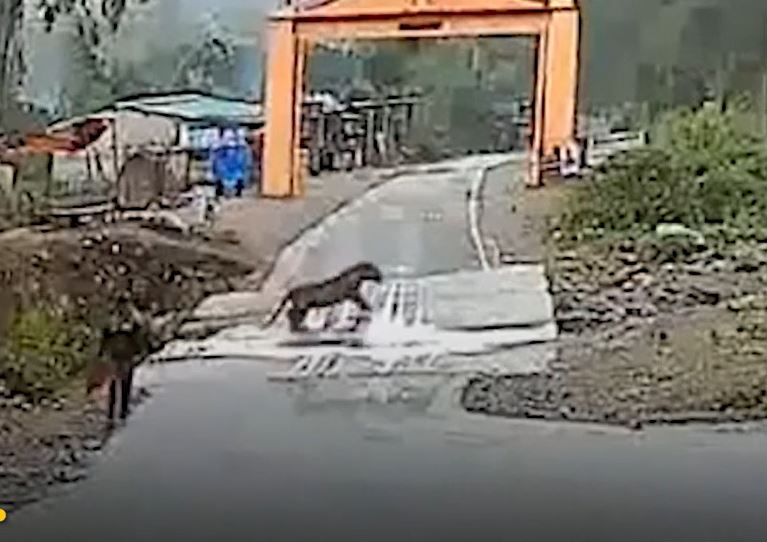 CLIP: Đối đầu với hổ, người đàn ông có cái kết khiến người xem 'sốc ngang'