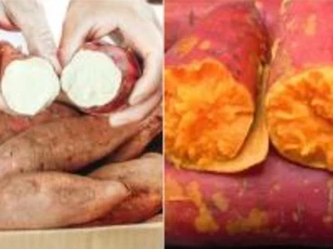 Khoai lang cũng có 'khoai lang đực' và 'khoai lang cái', củ nào ngon hơn? Lão nông dạy 3 mẹo nhỏ, khoai lang mua về sẽ mềm và ngọt