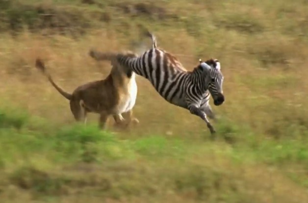 CLIP: Ngựa vằn tung cú đá "trời giáng" vào mặt sư tử, thoát hiểm trong gang tấc