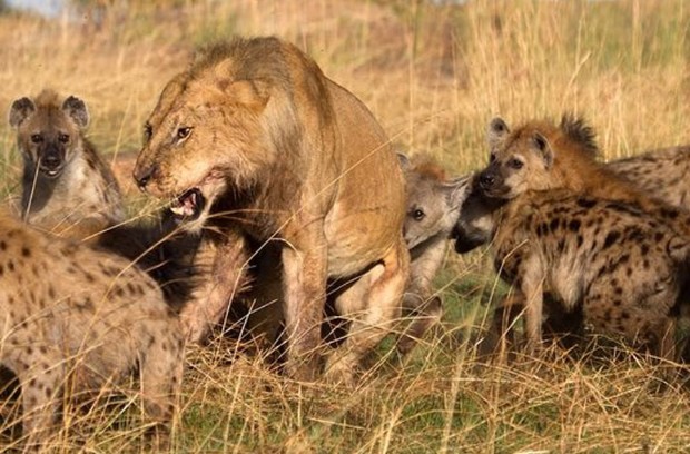 CLIP: Linh cẩu “liên thủ” cướp mồi từ sư tử