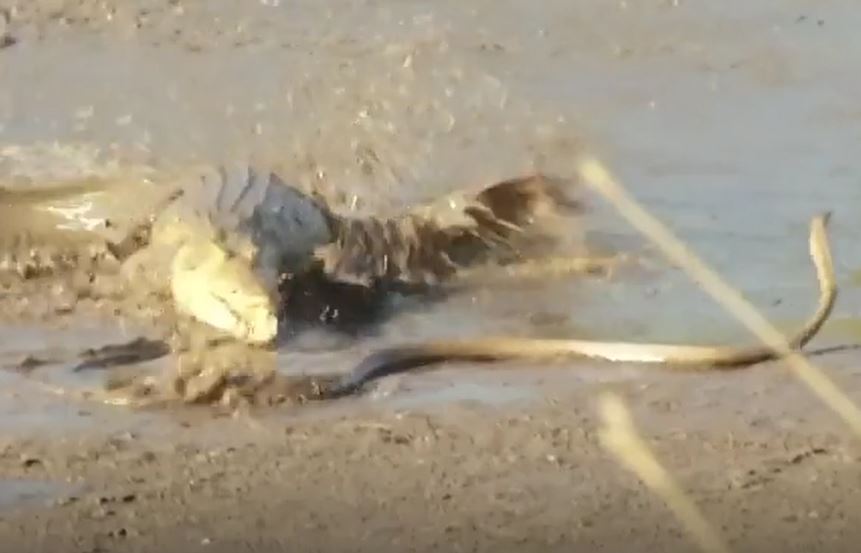 CLIP: Liều mình vượt sông, rắn mamba đen bị cá sấu sông Nile kết liễu không thương tiếc