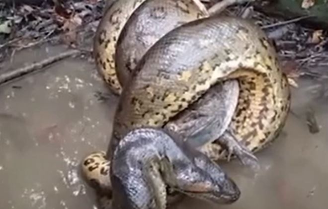 CLIP: Đối đầu với trăn anaconda 'khủng', cá sấu nhận cái kết cực kỳ đau đớn