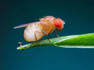Sốc: Động vật cũng "phê pha" vì các loại rượu trong tự nhiên