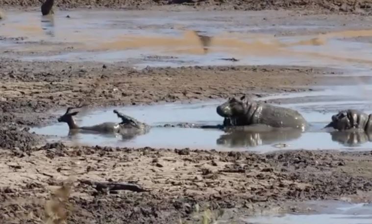 CLIP: Hà mã vô tình cứu linh dương khỏi ‘tử thần vùng đầm lầy’