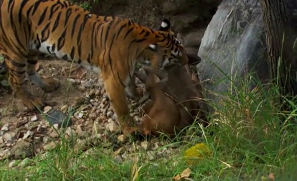 CLIP: Chúa sơn lâm tung cú vồ chớp nhoáng, chú hươu không kịp thoát thân