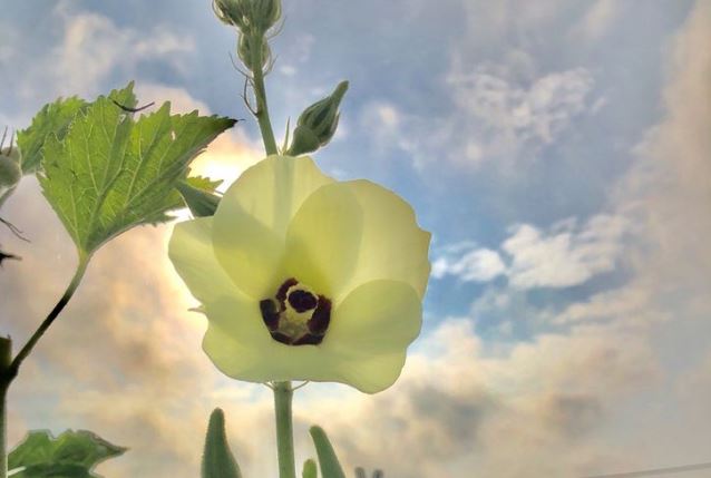 Hoa đậu bắp - tưởng bỏ đi nhưng lại là thần dược chống ung thư