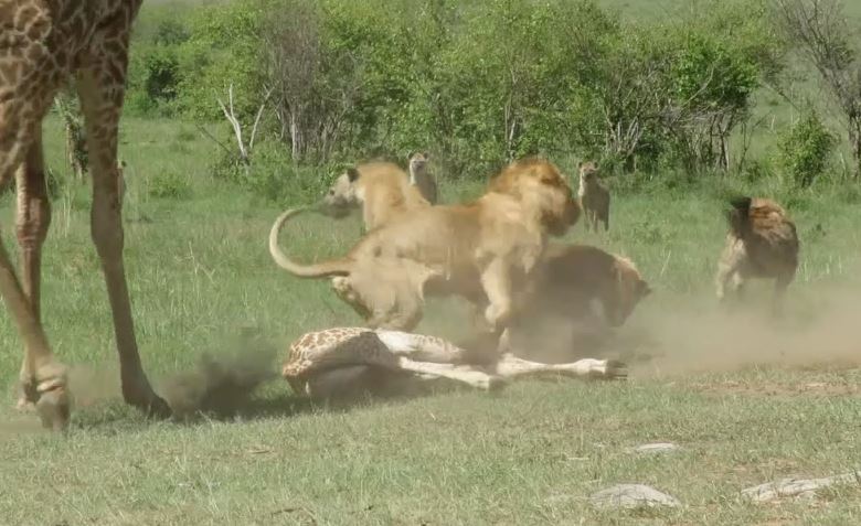 CLIP: Hươu cao cổ dũng mãnh đánh đuổi sư tử và linh cẩu để cứu con, nhưng cái kết lại quá buồn