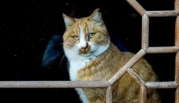 Tục ngữ có câu: 'Heo đến thì nghèo, chó đến thì giàu, mèo đến thì trên đầu để tang?', chúng ta nên hiểu điều đó như thế nào?