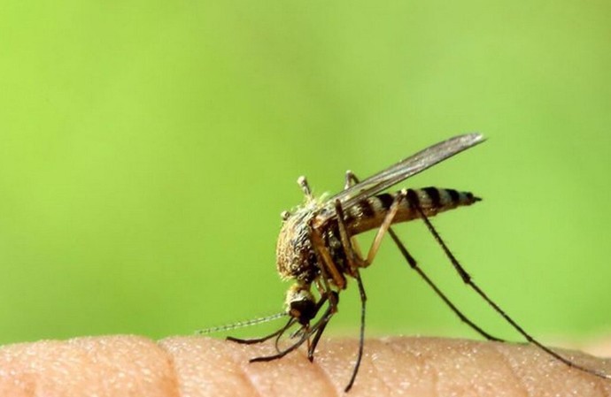 Nên làm gì nếu có nhiều muỗi trong nhà? Hãy tận dụng một chai nhựa để nhà không có muỗi