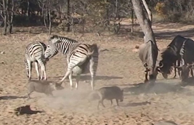 CLIP: Ngựa vằn “tung cước” hạ gục heo rừng chỉ trong một cú đá