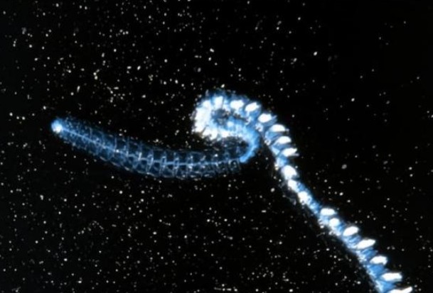 &#x110;&#xE2;y m&#x1EDB;i l&#xE0; sinh v&#x1EAD;t d&#xE0;i nh&#x1EA5;t th&#x1EBF; gi&#x1EDB;i, d&#xE0;i h&#x1A1;n 100 m&#xE9;t, h&#x1A1;n c&#x1EA3; c&#xE1; voi xanh