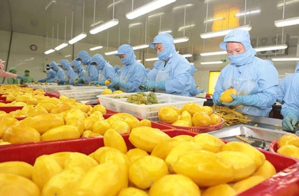 Xuất khẩu rau quả lập kỳ tích mới