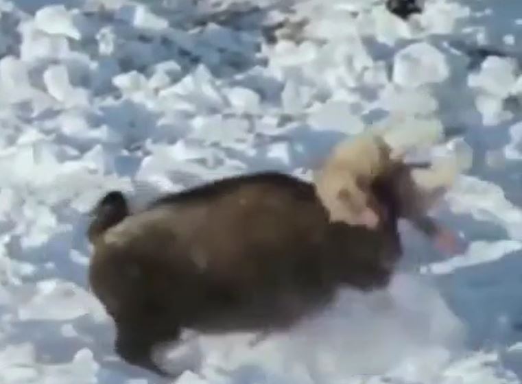 CLIP: Cả gan săn bò bizon, sói xám nhận cái kết 'nhớ đời'