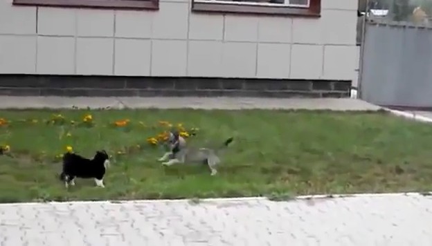 CLIP: Chó nhận cái kết đắng vì dám khiêu khích mèo